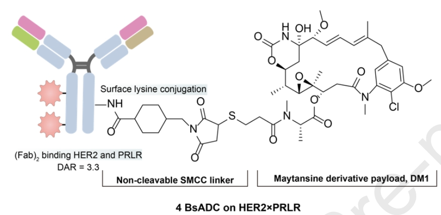 双抗ADC：1+1>2医药新闻-ByDrug-一站式医药资源共享中心-医药魔方