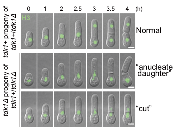 PNAS | 杜立林实验室与叶克穷实验室合作发现自私杀手基因新机制医药新闻-ByDrug-一站式医药资源共享中心-医药魔方