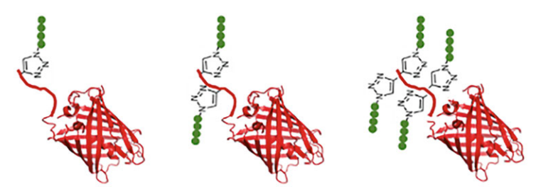 图片[4]-特拉华大学团队开发「非天然氨基酸」工程策略用于蛋白质递送-Hypeptide