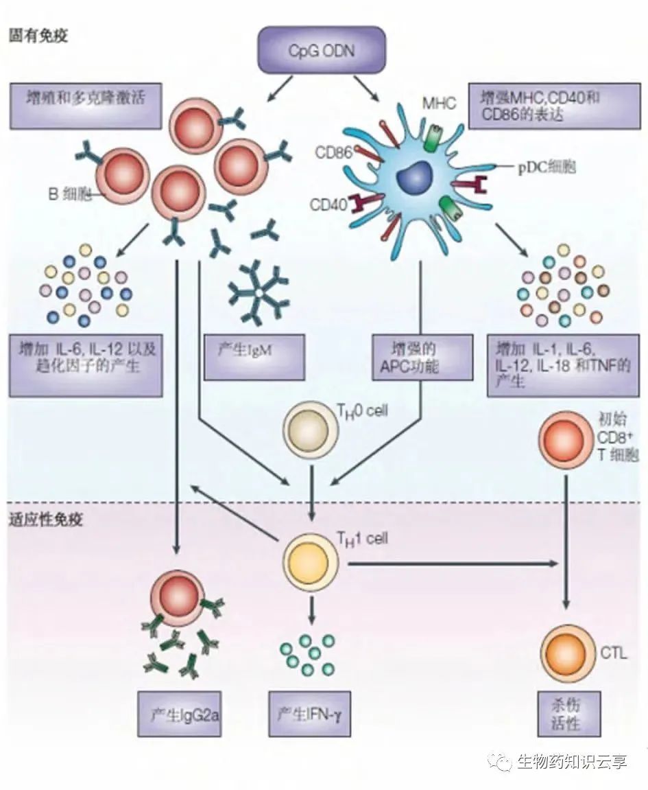 CpG ODN 佐剂的研究进展及其药学研究的思考医药新闻-ByDrug-一站式医药资源共享中心-医药魔方