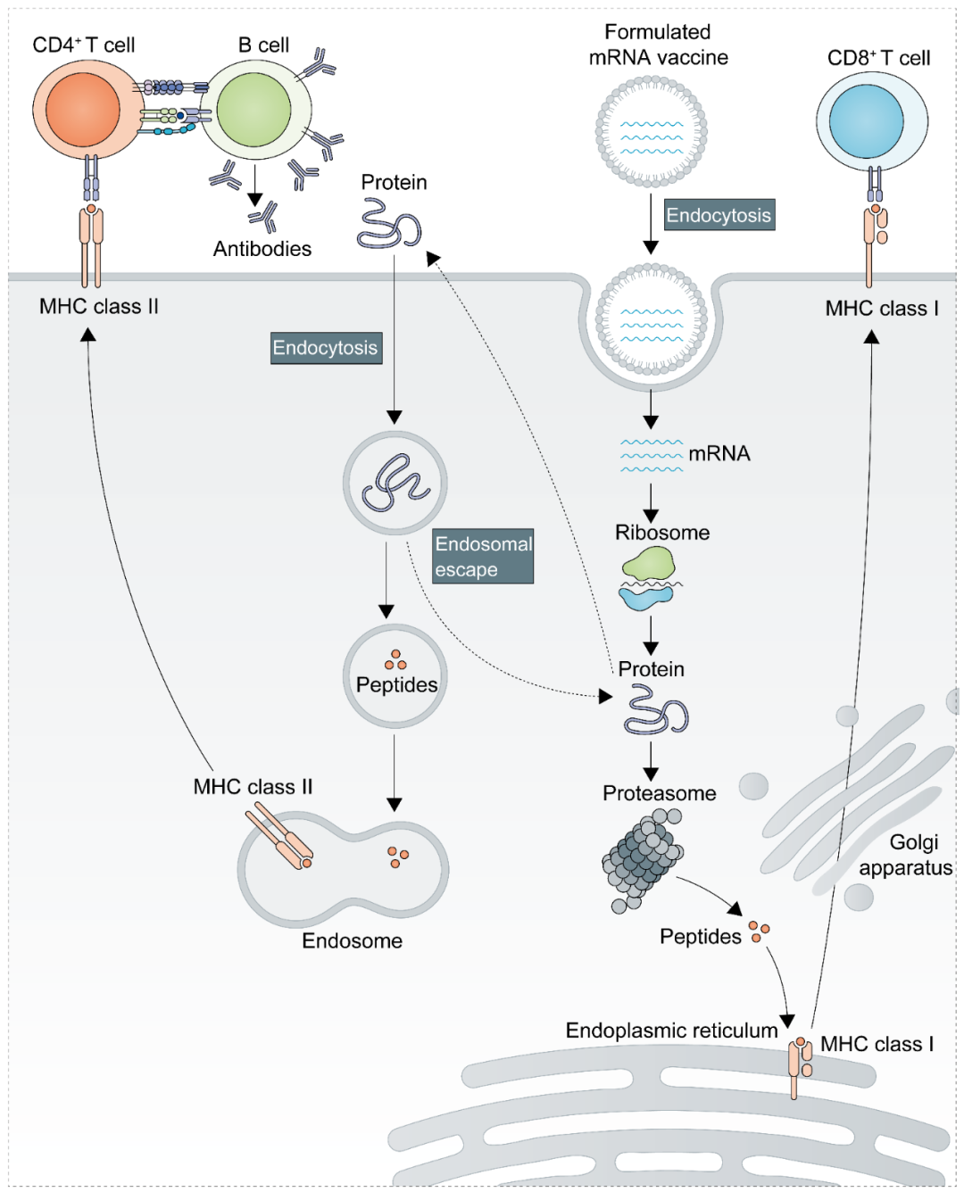mRNA疫苗试验设计&美迪西mRNA肿瘤疫苗研发服务平台医药新闻-ByDrug-一站式医药资源共享中心-医药魔方