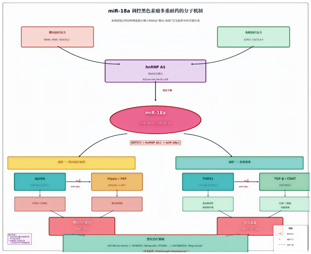 【医学前沿】天津医科大学肿瘤医院杨吉龙教授联合多单位学者揭示黑色素瘤多重耐药的非编码调控新机制医药新闻-ByDrug-一站式医药资源共享中心-医药魔方