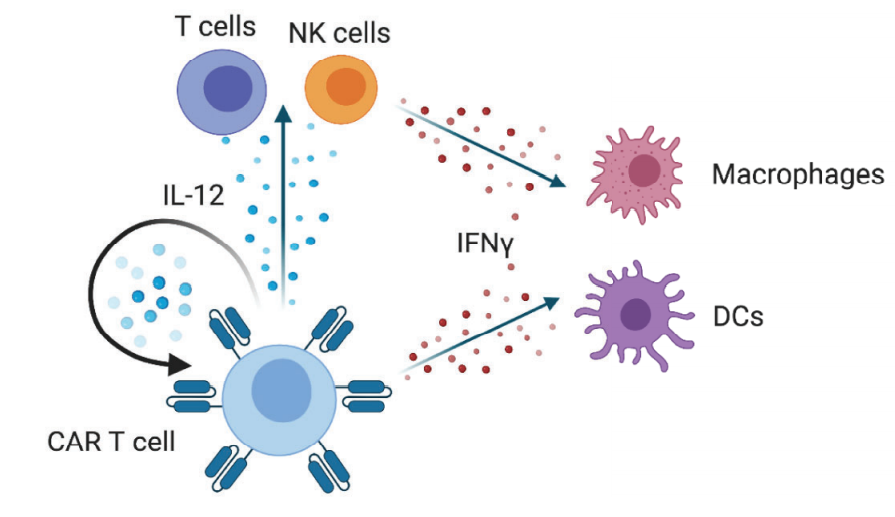 细胞因子在car
