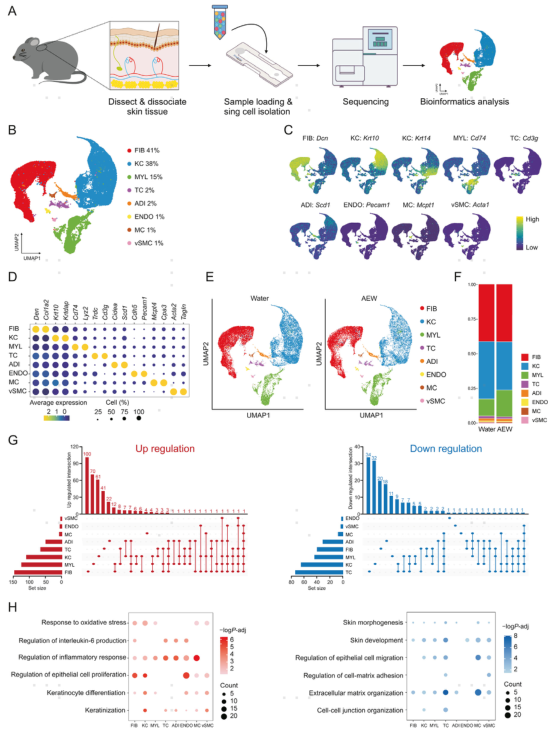 图片[2]-项目文章 | 慢性干皮病细胞图谱中一种新型基底细胞状态及其功能-Hypeptide