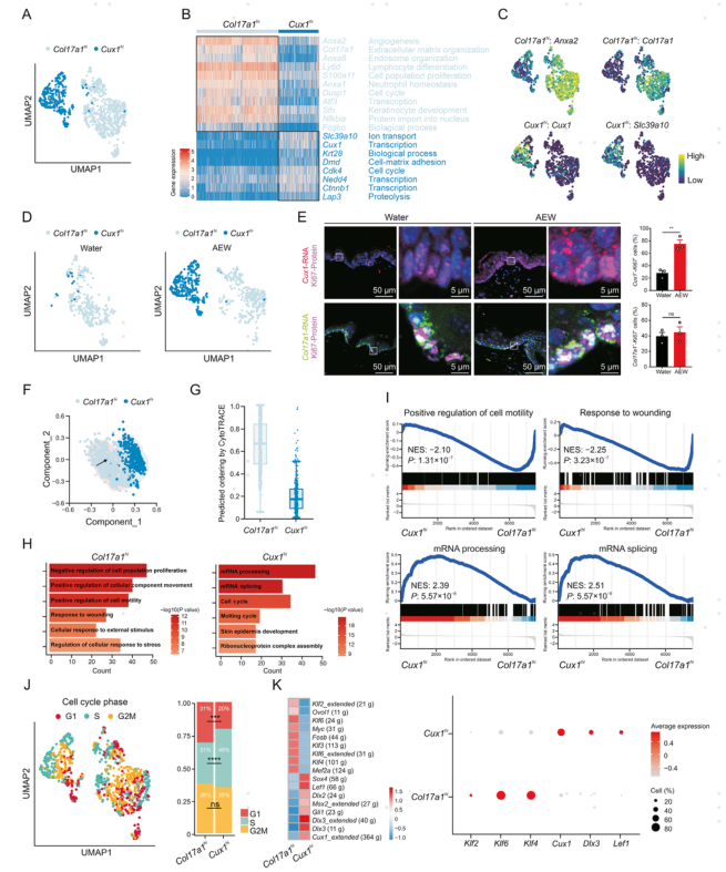 图片[5]-项目文章 | 慢性干皮病细胞图谱中一种新型基底细胞状态及其功能-Hypeptide