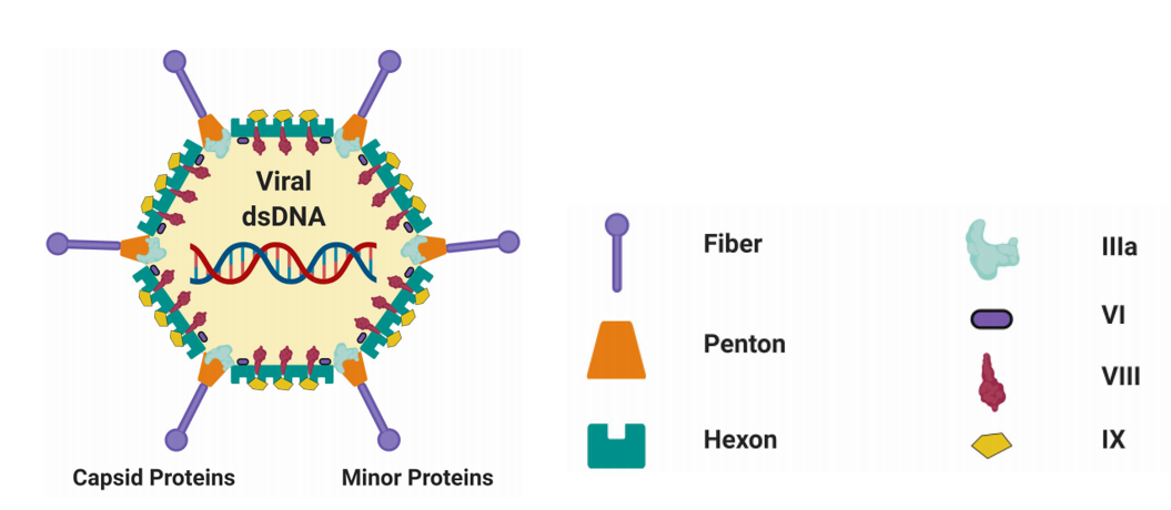 图片[2]-一文读懂CGT疗法中常用病毒载体-Hypeptide