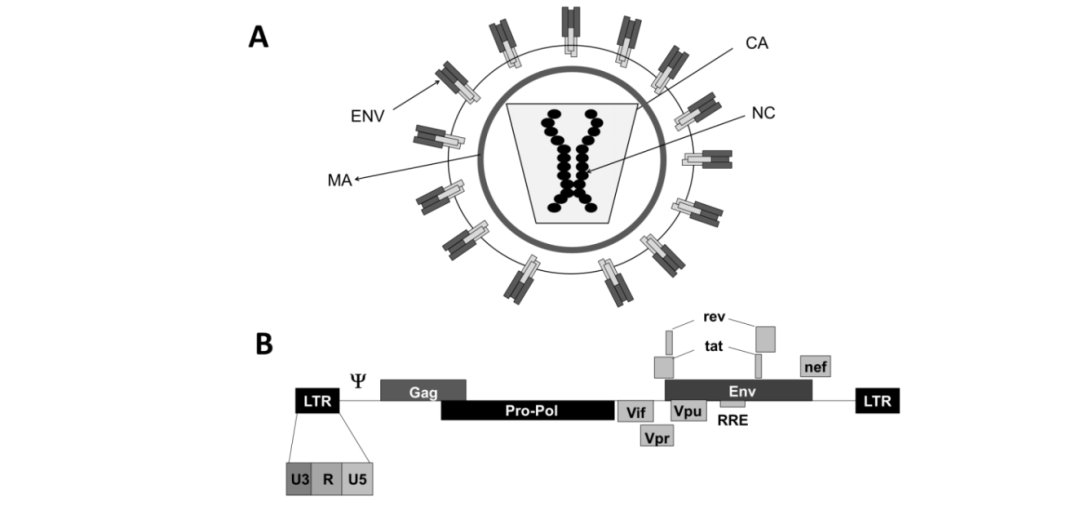 图片[3]-一文读懂CGT疗法中常用病毒载体-Hypeptide