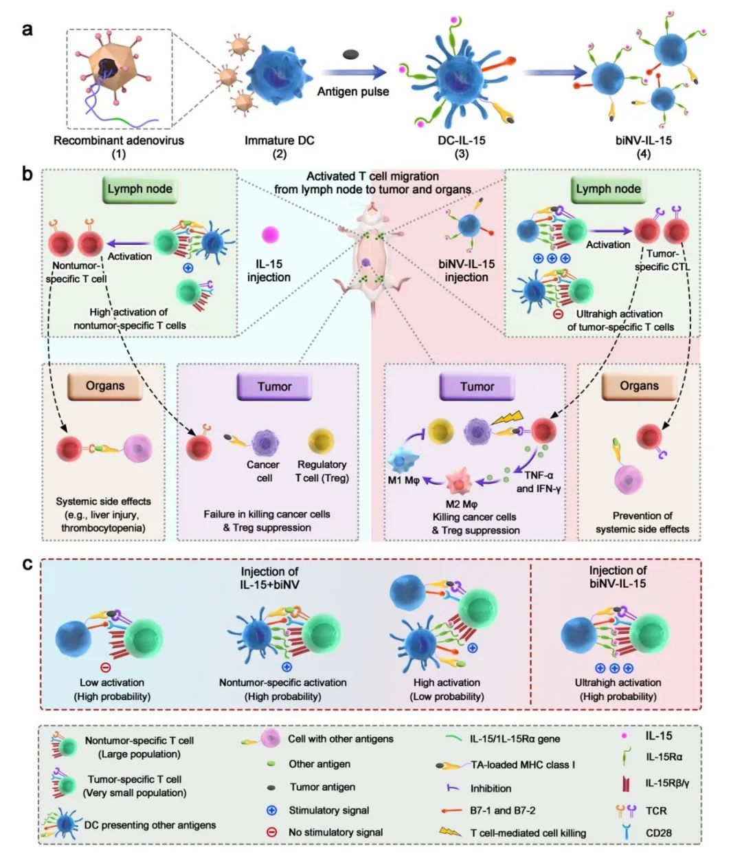 图片[2]-沈阳药科大学与新加坡国立大学报道新型多价IL-15递送策略-Hypeptide