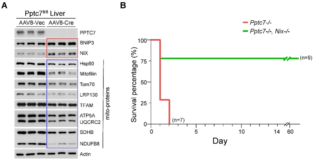 蒋辉实验室揭示线粒体自噬的感知和抑制因子PPTC7-Hypeptide