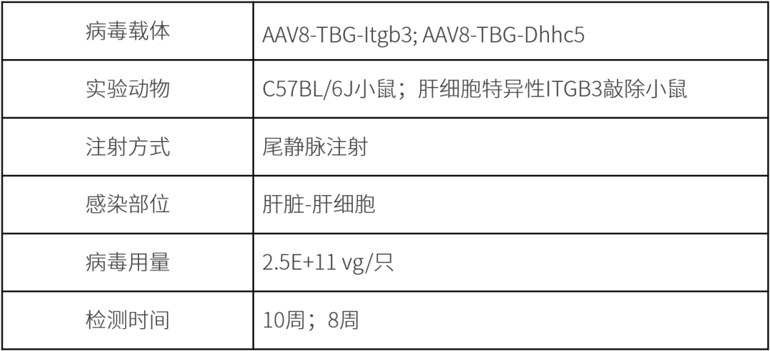 Adv Sci | 曾和松/阮雄中/王洪杰团队揭示整合素β3在MASH中的作用及分子机制医药新闻-ByDrug-一站式医药资源共享中心-医药魔方