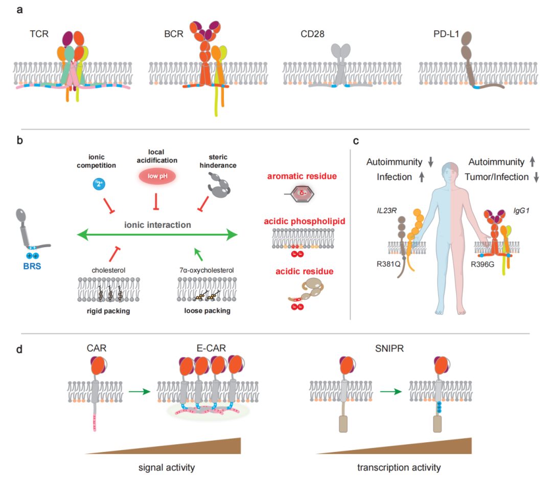 Nat Rev Immunol | 施小山/许琛琦阐述免疫受体的近膜静电调控理论医药新闻-ByDrug-一站式医药资源共享中心-医药魔方