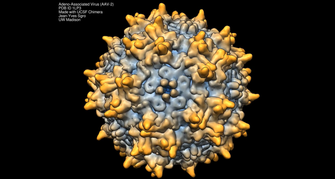 一文读懂CGT疗法中常用病毒载体-Hypeptide