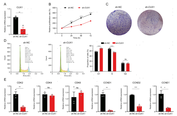 图片[7]-项目文章 | 慢性干皮病细胞图谱中一种新型基底细胞状态及其功能-Hypeptide