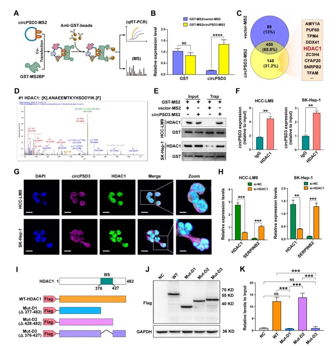 图片[6]-四川大学华西医院发现circPSD3是HCC血管侵袭和转移的重要调节因子-Hypeptide