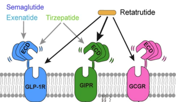 glp-1 Cell MetabGLP-1 - - GLP-1 -