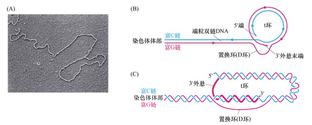 癌症生物学系列:细胞永生化与肿瘤形成医药新闻-ByDrug-一站式医药资源共享中心-医药魔方