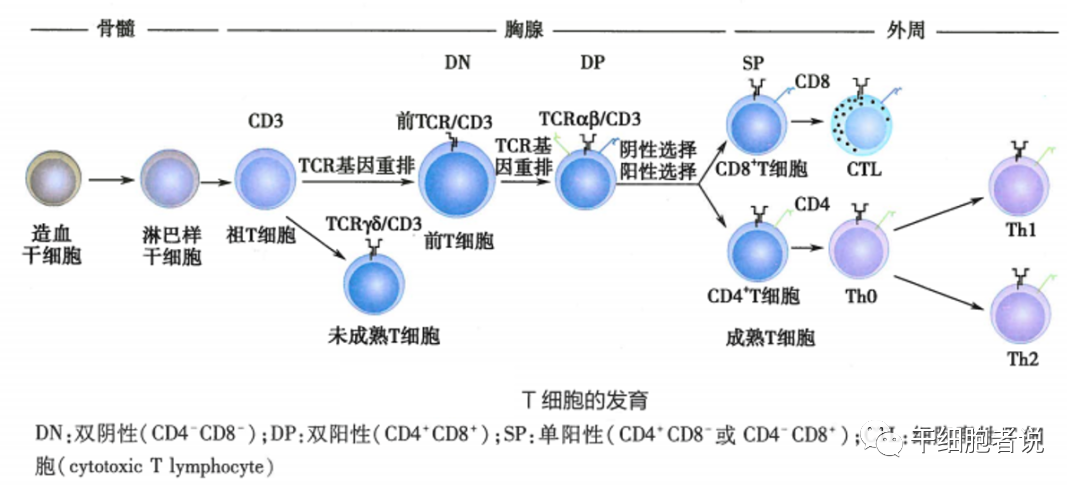 关于γδ T细胞,你想知道的在这里医药新闻-ByDrug-一站式医药资源共享中心-医药魔方