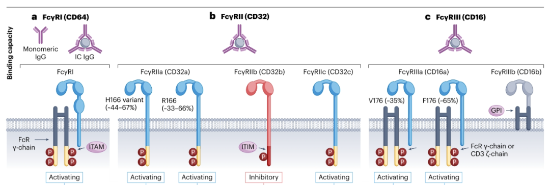 肿瘤免疫治疗中的Fcγ受体和免疫调节抗体医药新闻-ByDrug-一站式医药资源共享中心-医药魔方