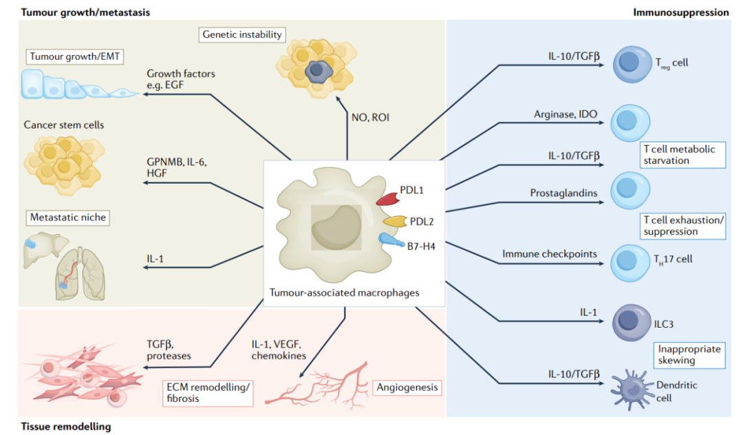肿瘤免疫治疗中的巨噬细胞-Hypeptide