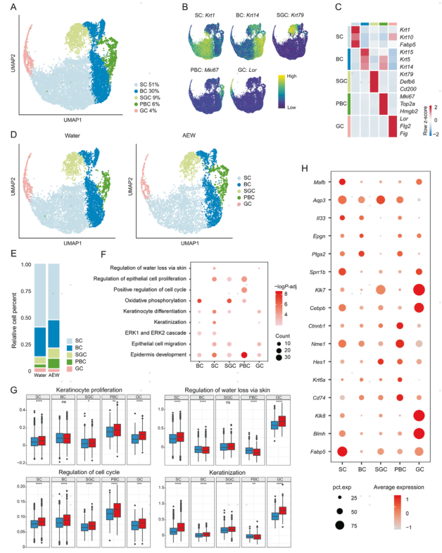 图片[3]-项目文章 | 慢性干皮病细胞图谱中一种新型基底细胞状态及其功能-Hypeptide