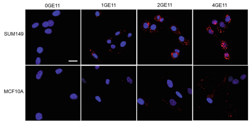图片[5]-特拉华大学团队开发「非天然氨基酸」工程策略用于蛋白质递送-Hypeptide