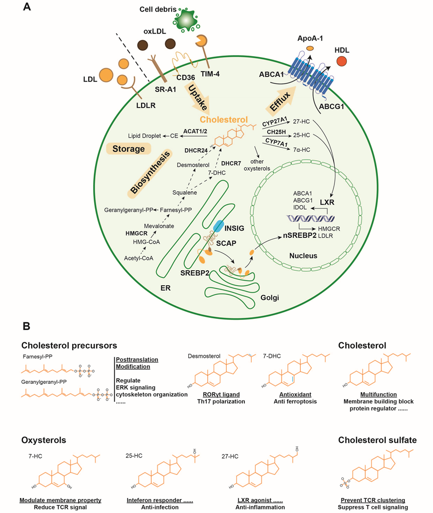 Immunity综述|许琛琦组合作总结免疫细胞胆固醇代谢全景图医药新闻-ByDrug-一站式医药资源共享中心-医药魔方