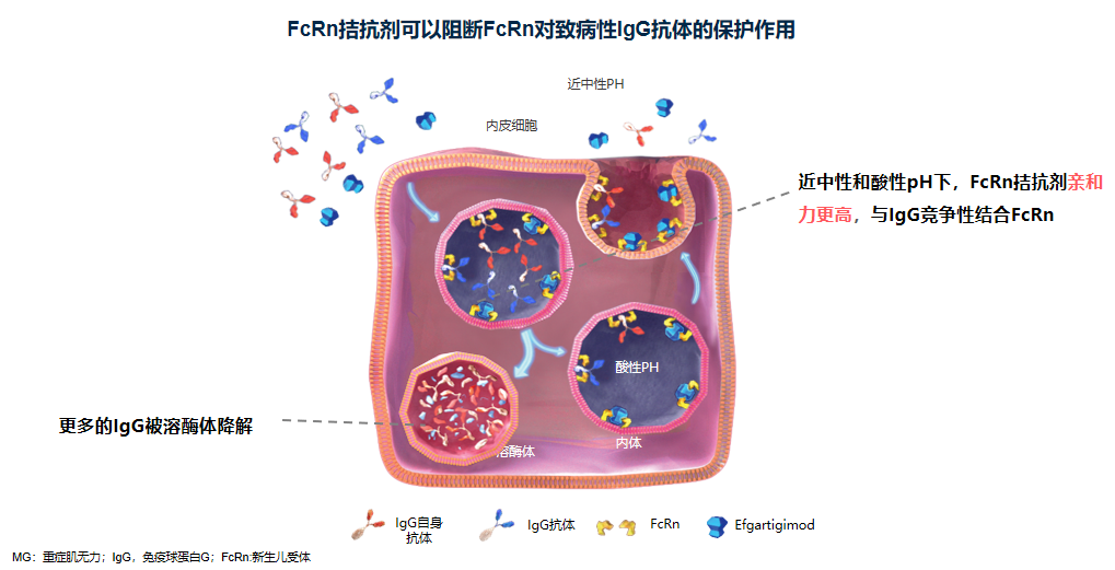 豪掷超17亿美元！深度拆解TL1A/FcRn的破局潜力医药新闻-ByDrug-一站式医药资源共享中心-医药魔方