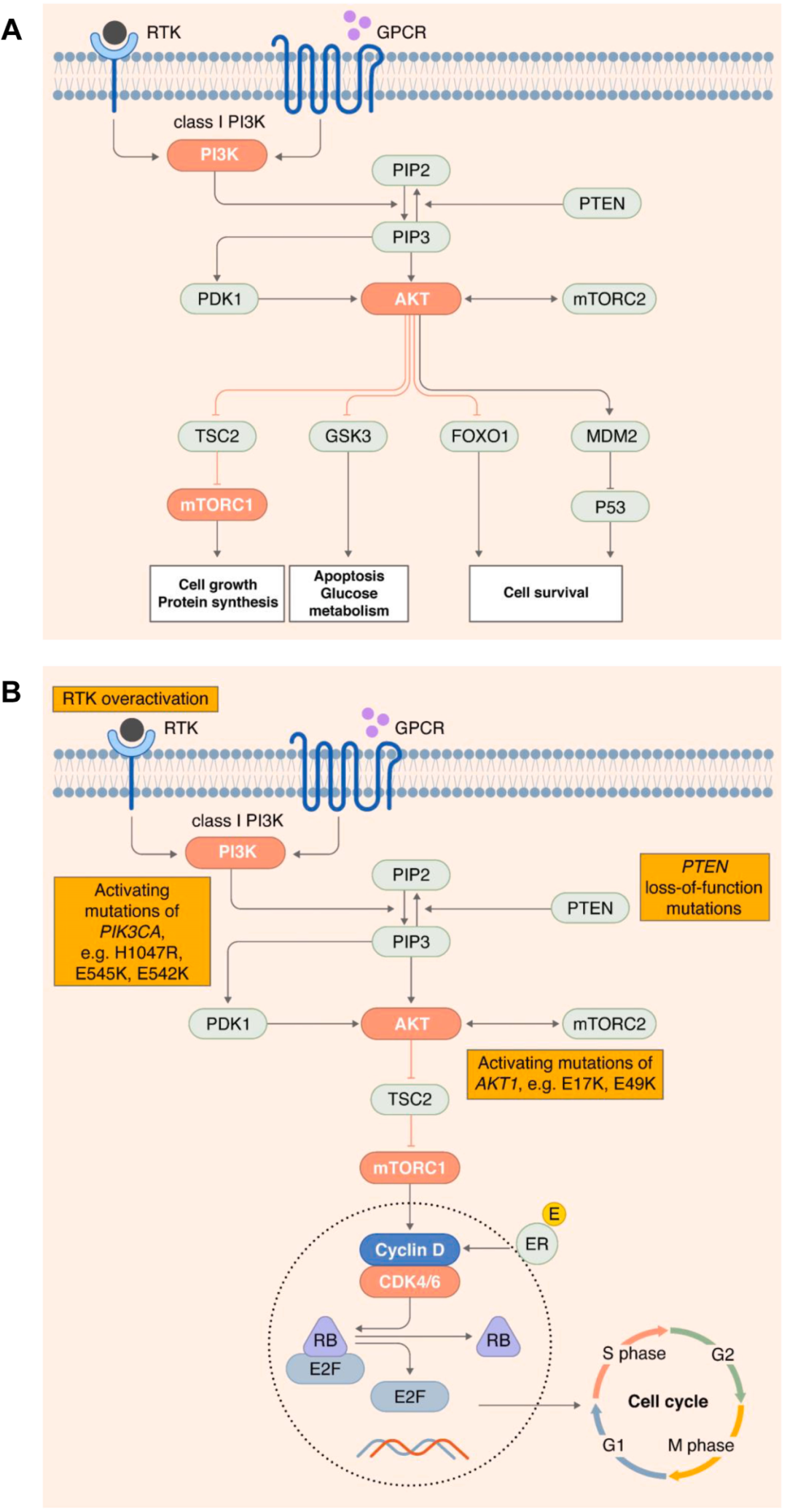 PI3K/AKT/mTOR信号通路在HR+/HER2-晚期乳腺癌中的作用及其检测方法医药新闻-ByDrug-一站式医药资源共享中心-医药魔方