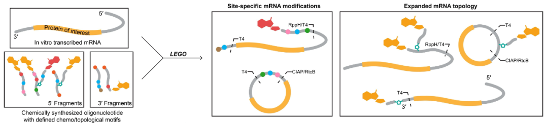 Multi-capped mRNA