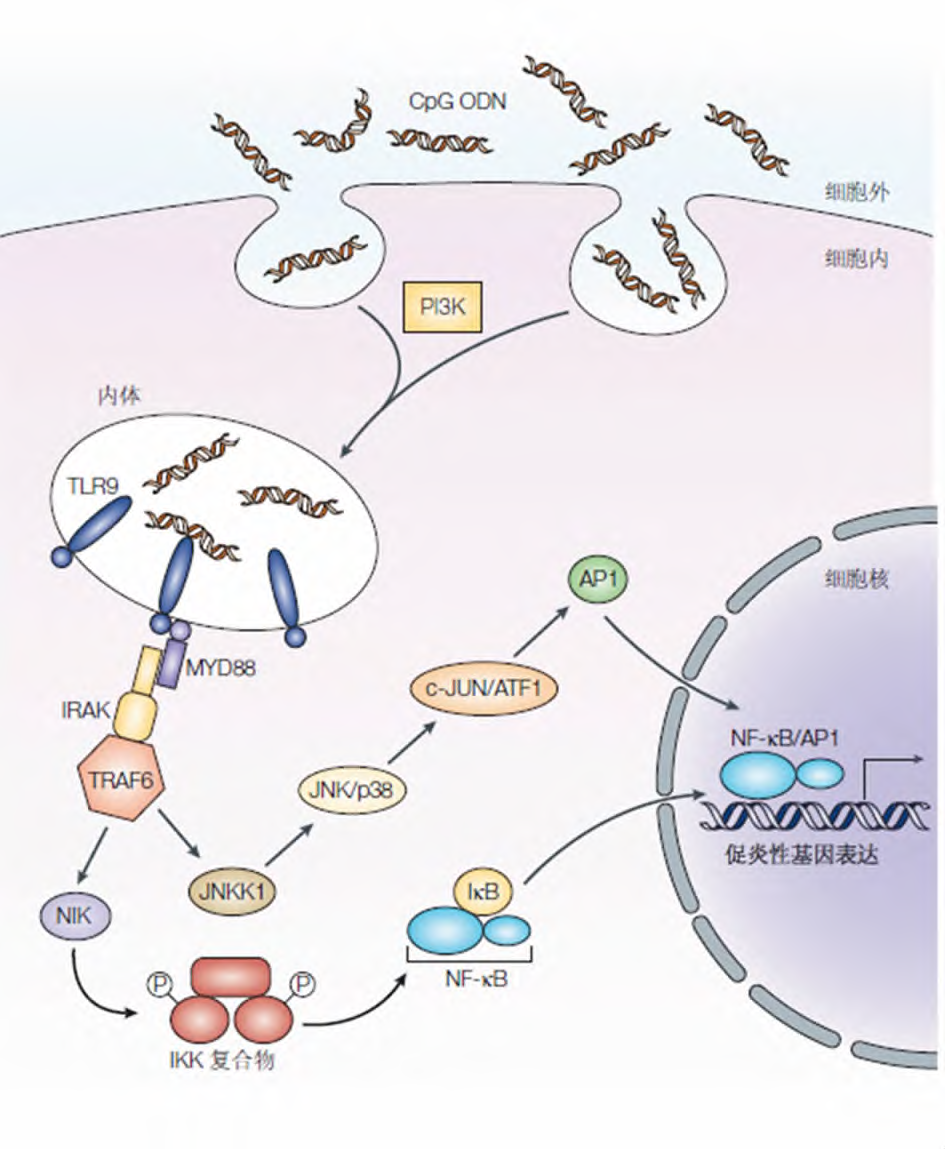 CpG疫苗佐剂的研究进展医药新闻-ByDrug-一站式医药资源共享中心-医药魔方