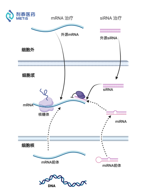 剂泰医药科学家谈miRNA、RNAi及mRNA技术：诺奖的肯定及行业方向医药新闻-ByDrug-一站式医药资源共享中心-医药魔方