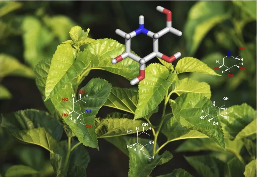 产业前沿 | 桑枝总生物碱片用于多囊卵巢综合征(WH007)获批临床试验医药新闻-ByDrug-一站式医药资源共享中心-医药魔方