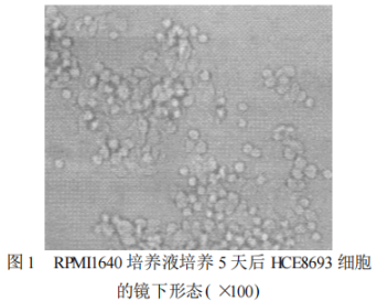 人参皂苷Rg3抑制HCE8693细胞生长并诱导细胞凋亡作用的实验研究-Hypeptide