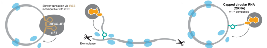 Capped Circular RNA