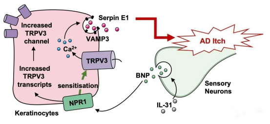 Tpr3 TRP家族与瘙痒的那些事儿1——TRPV3与瘙痒医药新闻-ByDrug-一站式医药资源共享中心-医药魔方