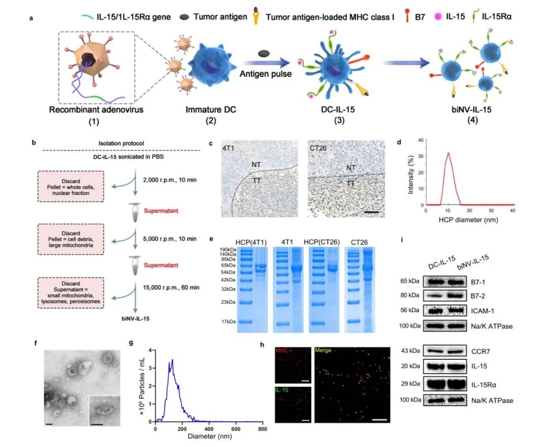 图片[3]-沈阳药科大学与新加坡国立大学报道新型多价IL-15递送策略-Hypeptide