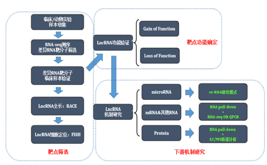 ncRNA干货 | 探索遗传信息“噪音基因”-LncRNA的生物学调控医药新闻-ByDrug-一站式医药资源共享中心-医药魔方