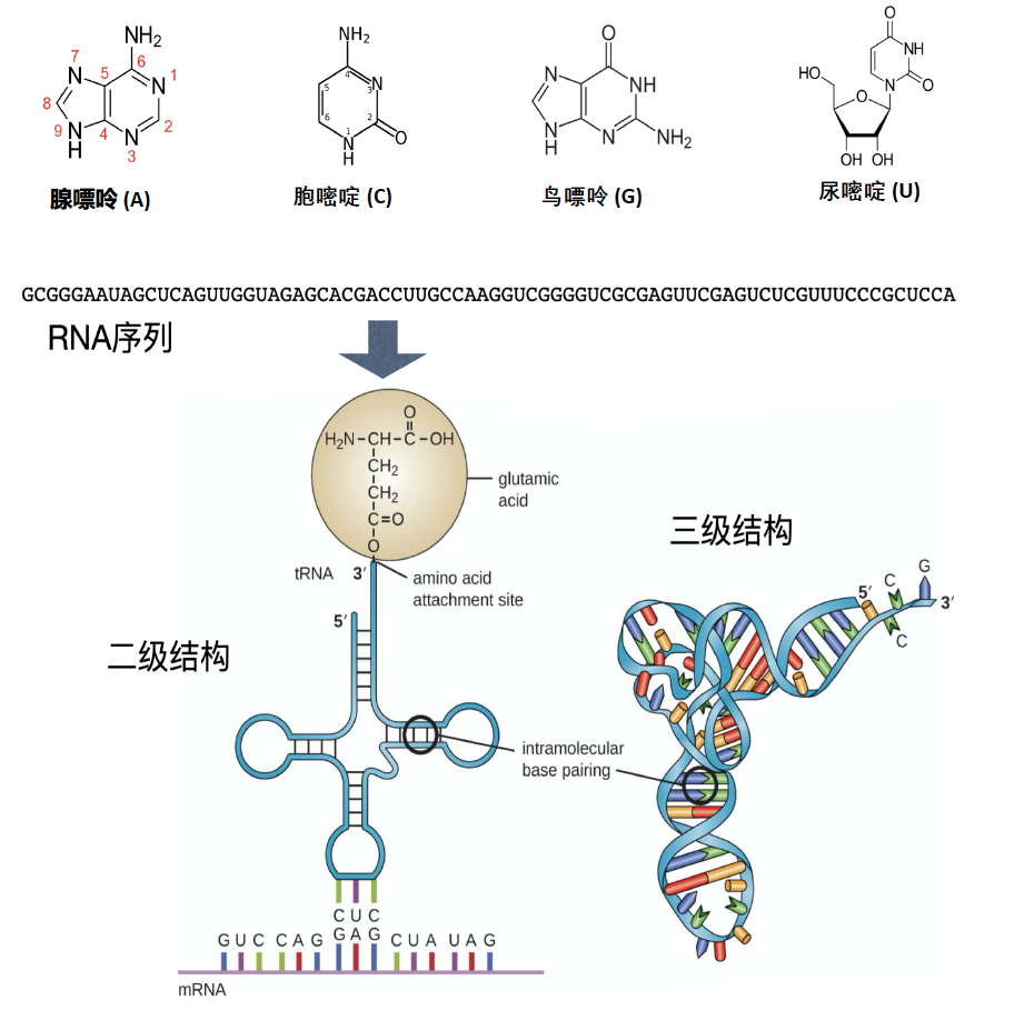 国中观察 | 小分子的“大未来”：靶向RNA医药新闻-ByDrug-一站式医药资源共享中心-医药魔方