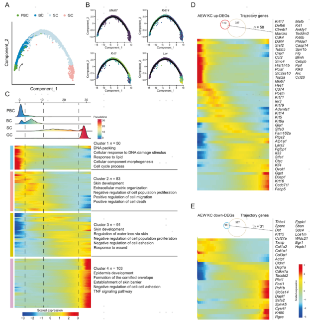 图片[4]-项目文章 | 慢性干皮病细胞图谱中一种新型基底细胞状态及其功能-Hypeptide