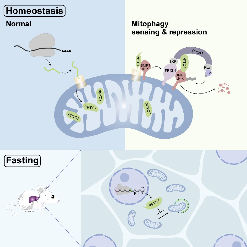 图片[2]-蒋辉实验室揭示线粒体自噬的感知和抑制因子PPTC7-Hypeptide