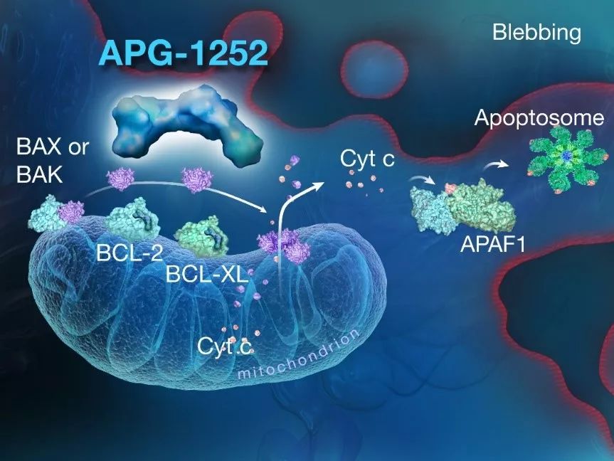 【2018 ASCO后时代篇】填中国空白，领世界创新——两大新药APG-1252 & APG-1387亮相ASCO医药新闻-ByDrug-一站 ...