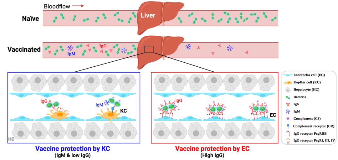 图片[2]-清华大学联合民海生物发现疫苗清除病原菌的新型免疫保护机制-Hypeptide