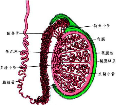 吉玛AAV研究指南-生殖系统篇医药新闻-ByDrug-一站式医药资源共享中心-医药魔方