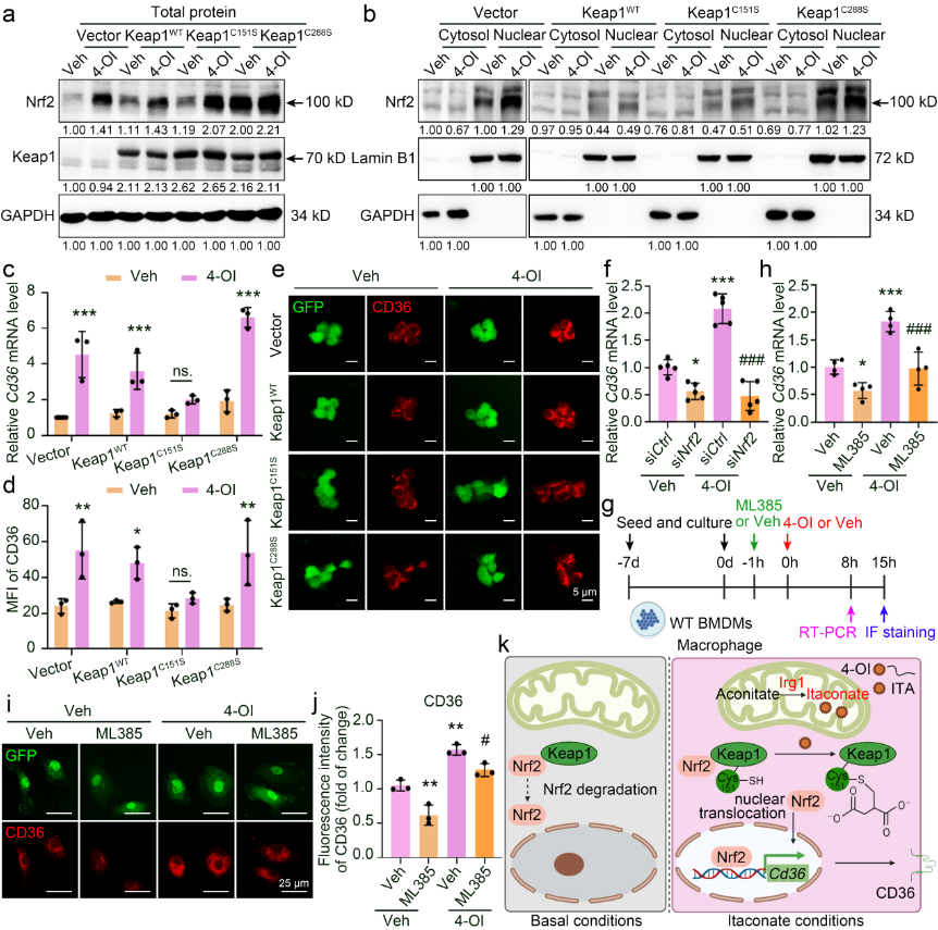 eBioMedicine | 李纤、杨菲团队揭示增强巨噬细胞吞噬功能的新机制医药新闻-ByDrug-一站式医药资源共享中心-医药魔方