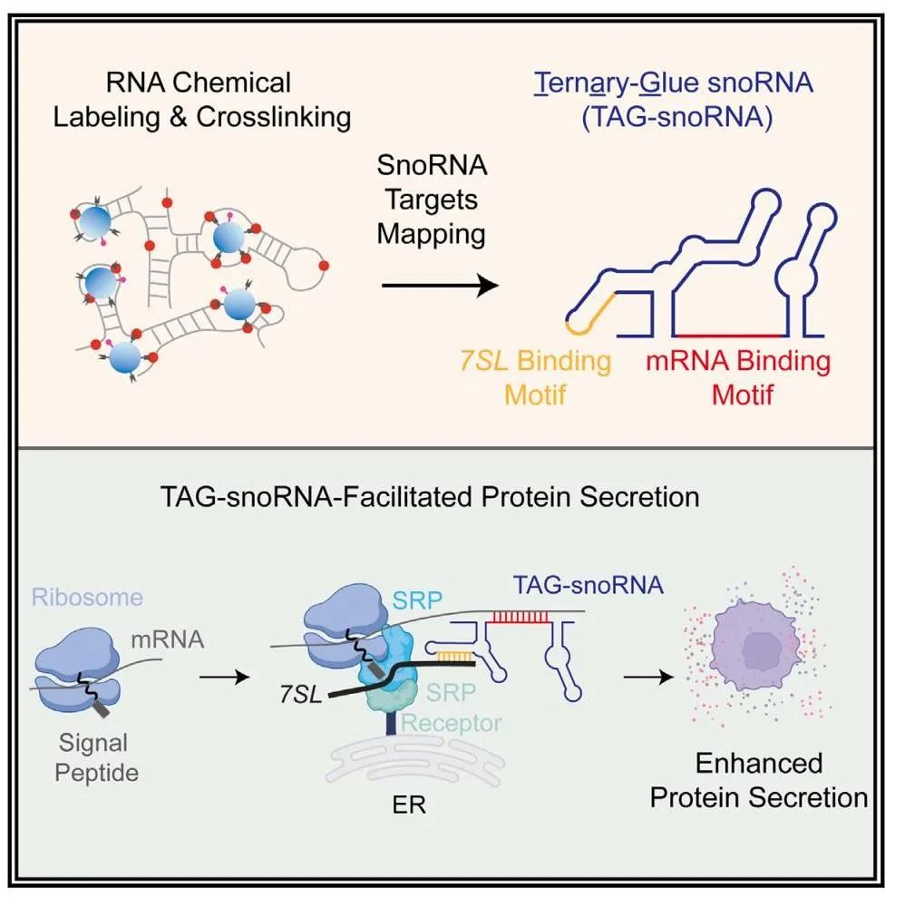 颠覆传统认知！何川团队最新Cell揭示sonRNA促进蛋白质分泌新机制医药新闻-ByDrug-一站式医药资源共享中心-医药魔方