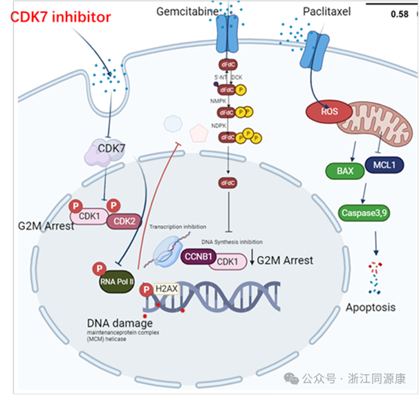 同源康医药CDK7抑制剂TY-2699a联合用药获CDE临床批准医药新闻-ByDrug-一站式医药资源共享中心-医药魔方