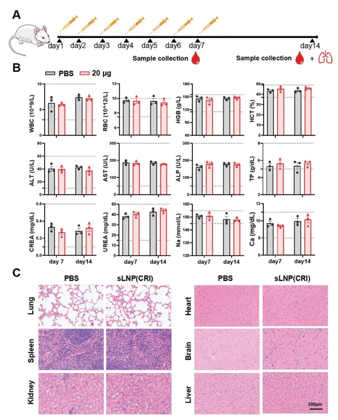 Adv Sci | 效果远超奥司他韦！中国农大开发SCSD增强CRISPR/Cas13d抗流感病毒疗效医药新闻-ByDrug-一站式医药资源 ...
