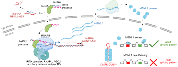 《NAR》刊发“突破性文章”：一把“基因钥匙”如何解锁DM1，激活治愈曙光医药新闻-ByDrug-一站式医药资源共享中心-医药魔方