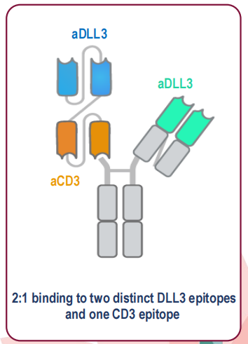 ESMO Asia 2025 | DLL3三特异性T细胞衔接器Alveltamig（ZG006）在晚期小细胞肺癌（SCLC）中展现出强劲且持久 ...