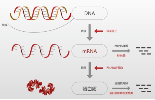 mRNA疫苗行业分析速览医药新闻-ByDrug-一站式医药资源共享中心-医药魔方